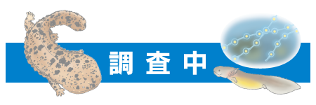 SAN-INやすぎオオサンショウウオの会